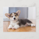 Zoek naar pembroke welsh corgi briefkaarten Schattig