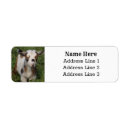 Zoek naar uier posters Geit