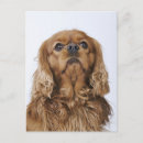 Zoek naar cavalier king charles spaniel briefkaarten Fotografie
