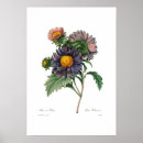 Zoek naar asters posters Bloem