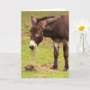 Zoek naar donkey kaarten Land