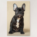 Zoek naar frenchie puzzels Canine