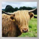 Zoek naar highland cow kunst Schotland