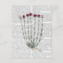 Zoek naar anjers posters Dieren