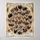 Zoek naar retro kuiken Rooster