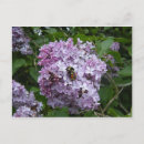 Zoek naar hommel briefkaarten Insecten