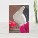 Zoek naar witte duif kaarten Mooi