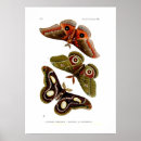 Zoek naar moth kunst Waterverf
