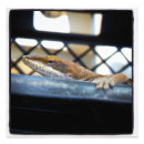 Zoek naar anole posters Foto