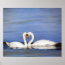 Zoek naar wilde zwanen posters Natuur