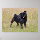 Zoek naar black pug kunst Carlin