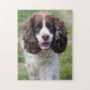 Zoek naar springer spaniel puzzels Dier