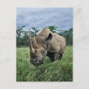 Zoek naar neushoorn briefkaarten Kenia