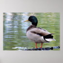 Zoek naar eenden posters Vogels