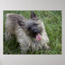 Zoek naar cairn terrier kunst Doodsbang