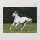 Zoek naar verf paard briefkaarten Bob langers