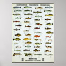 Zoek naar vis posters Vintage