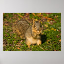 Zoek naar eekhoorn eten posters Bruin