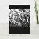 Zoek naar sneeuwklokje kaarten Bloei