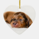 Zoek naar dachshund ornamenten Wiener hond