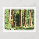 Zoek naar sequoia briefkaarten Groeten