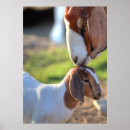 Zoek naar baby geit posters Fotografie