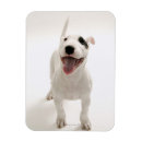 Zoek naar lichaamsdelen magneten Hond