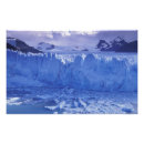 Zoek naar kalveren posters Blauw