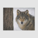 Zoek naar canine tissue papier Dier