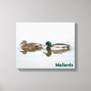 Zoek naar watervogels kunst Natuur