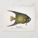 Zoek naar angelfish briefkaarten Oceaan