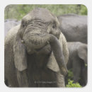 Zoek naar boomstam stickers Dier