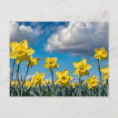 Zoek naar gele narcissen briefkaarten Kleurrijk