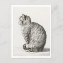 Zoek naar witte kat briefkaarten Schattig