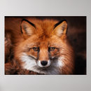 Zoek naar animal kinder posters Schattig