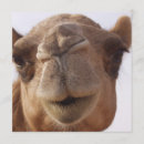 Zoek naar camel uitnodigingen Kamelen