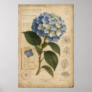 Zoek naar herbarium posters Vintage