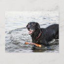 Zoek naar gelukkig labrador briefkaarten Schattig