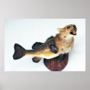 Zoek naar taxidermie posters Kat