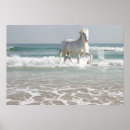 Zoek naar horse kunst Colt