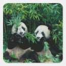 Zoek naar bamboe stickers Panda