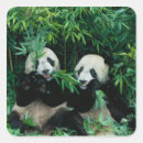 Zoek naar bamboe stickers Panda