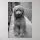 Zoek naar goldendoodle kunst Cute