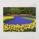 Zoek naar paarse tulpen briefkaarten Holland
