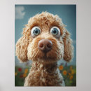 Zoek naar labradoodle posters Grappige hond
