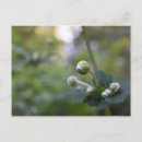 Zoek naar tuinieren briefkaarten Bloem