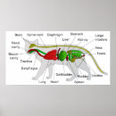 Zoek naar felis posters Katten