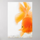 Zoek naar goudvis posters Natuur