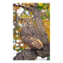 Zoek naar bubo virginianus posters Fauna
