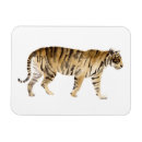 Zoek naar tiger magneten Dierenkunst